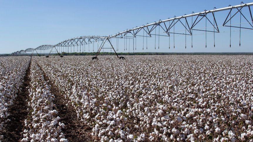 a cotton crop under centre-pivot irrigation.