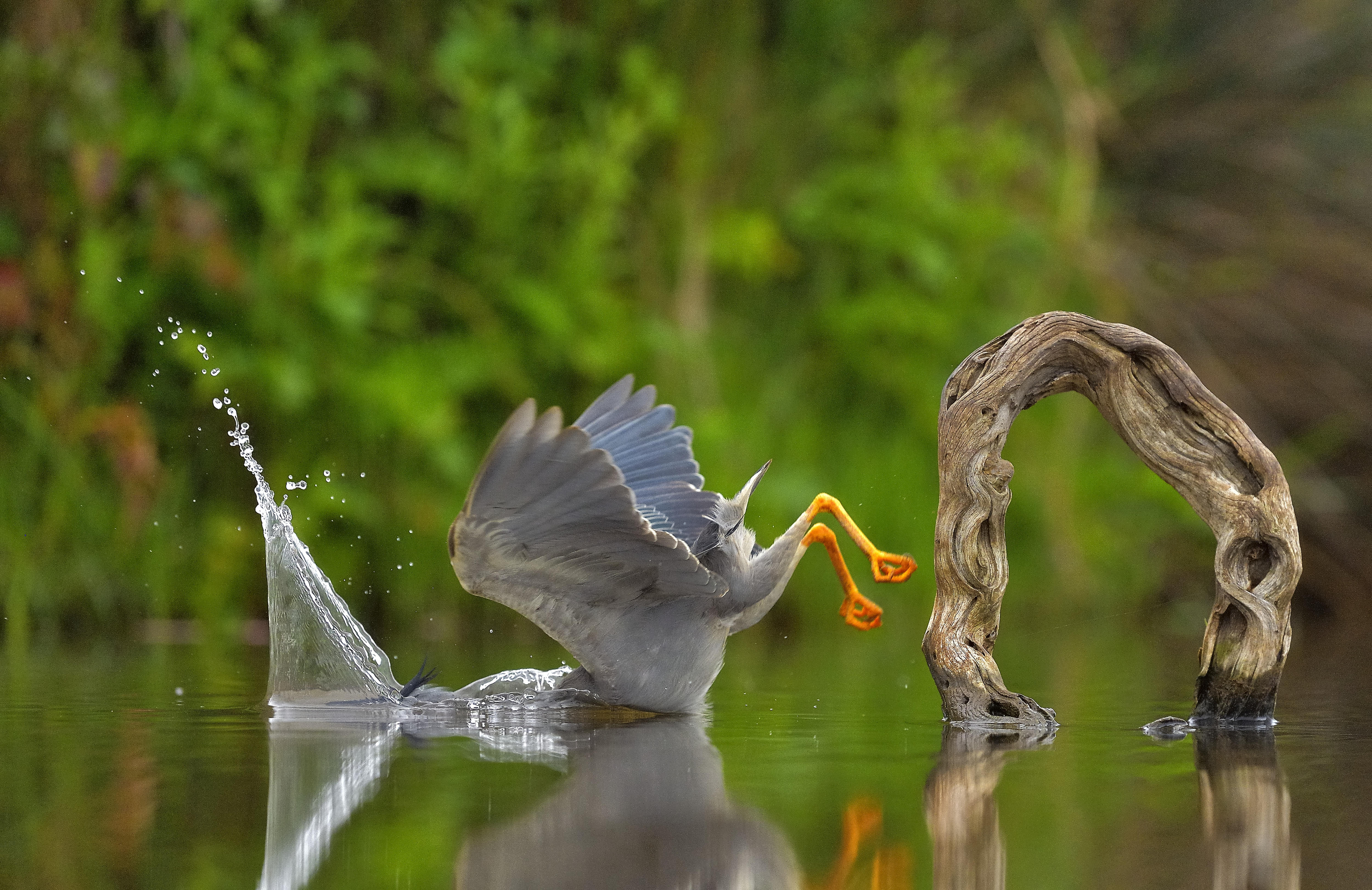 A bird falling off a branch into a lake