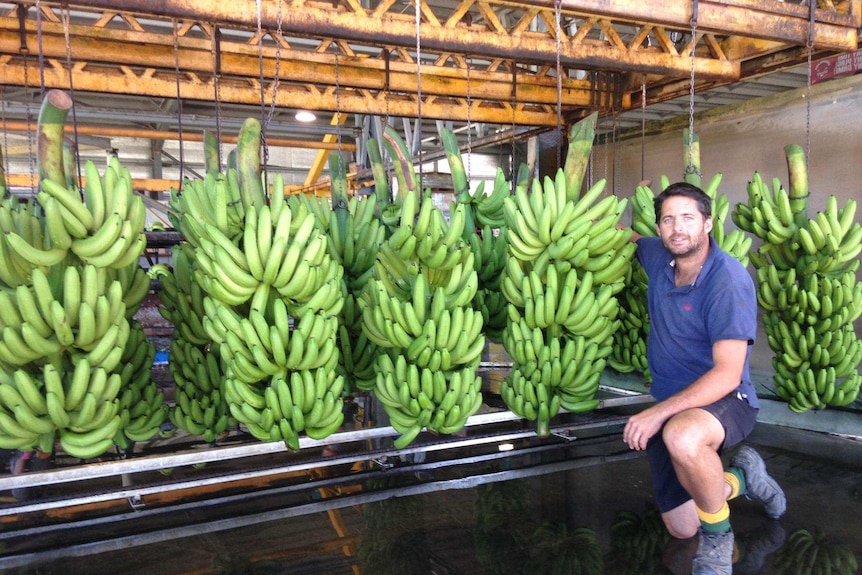 Liverpool Creek banana farmer Steve Lizzio in his packing shed.