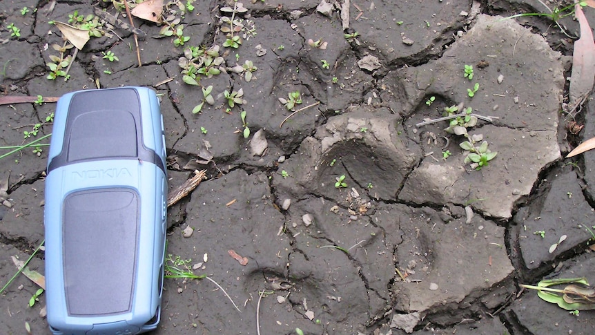 Big cat paw print in mud.