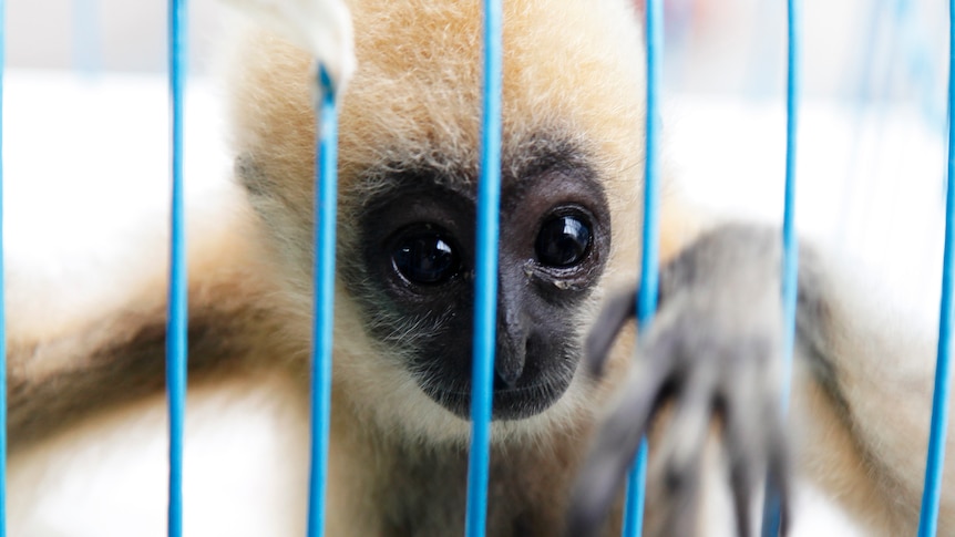 A three-month-old white-cheeked gibbon