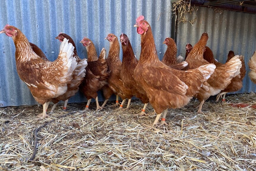 Sentinel chickens in a coup in Hay in southern NSW