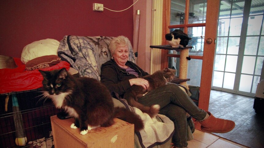 Cat lady 3