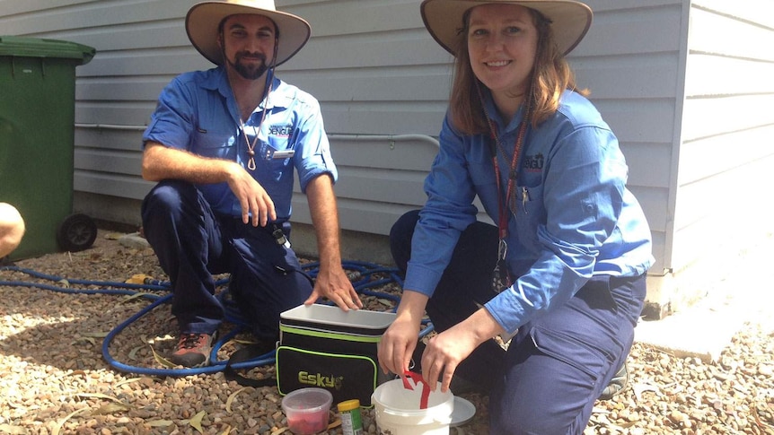 Dengue fever staff release the first bacteria-infected mosquitoes in a Townsville backyard in north Queensland