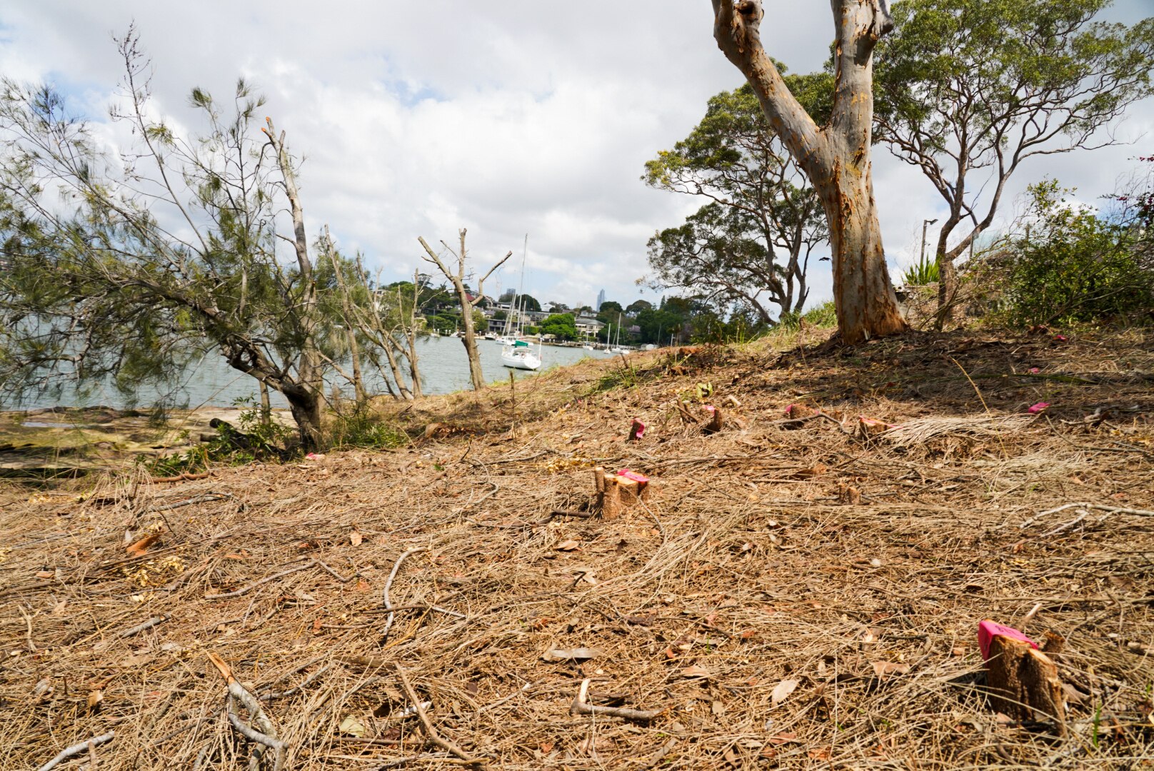 Cleared land and chopped trees near water