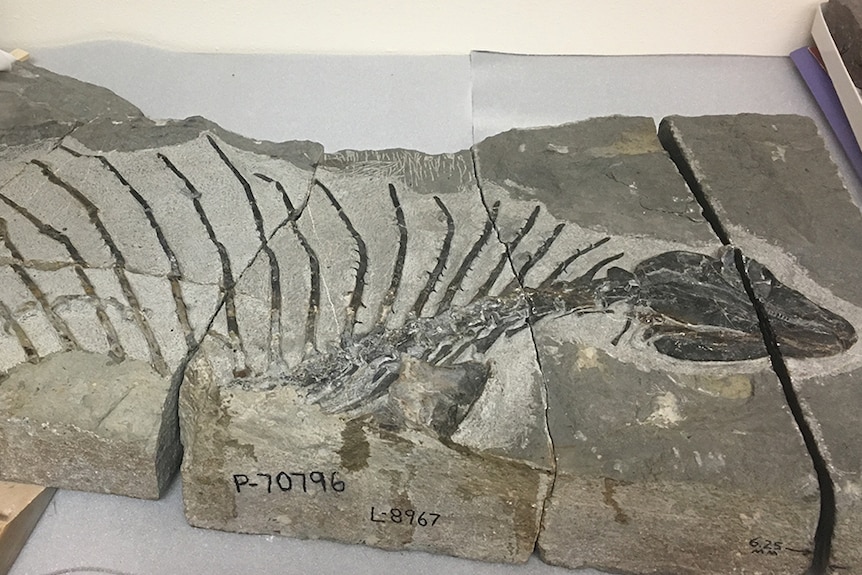 The fossilised bones of the body of a Gordodon dinosaur, showing a head on a long neck, with spikes coming off its back