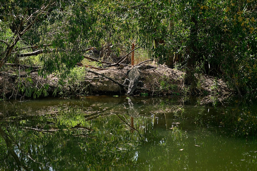 A crocodile slides down into water at Crocodylus Park.