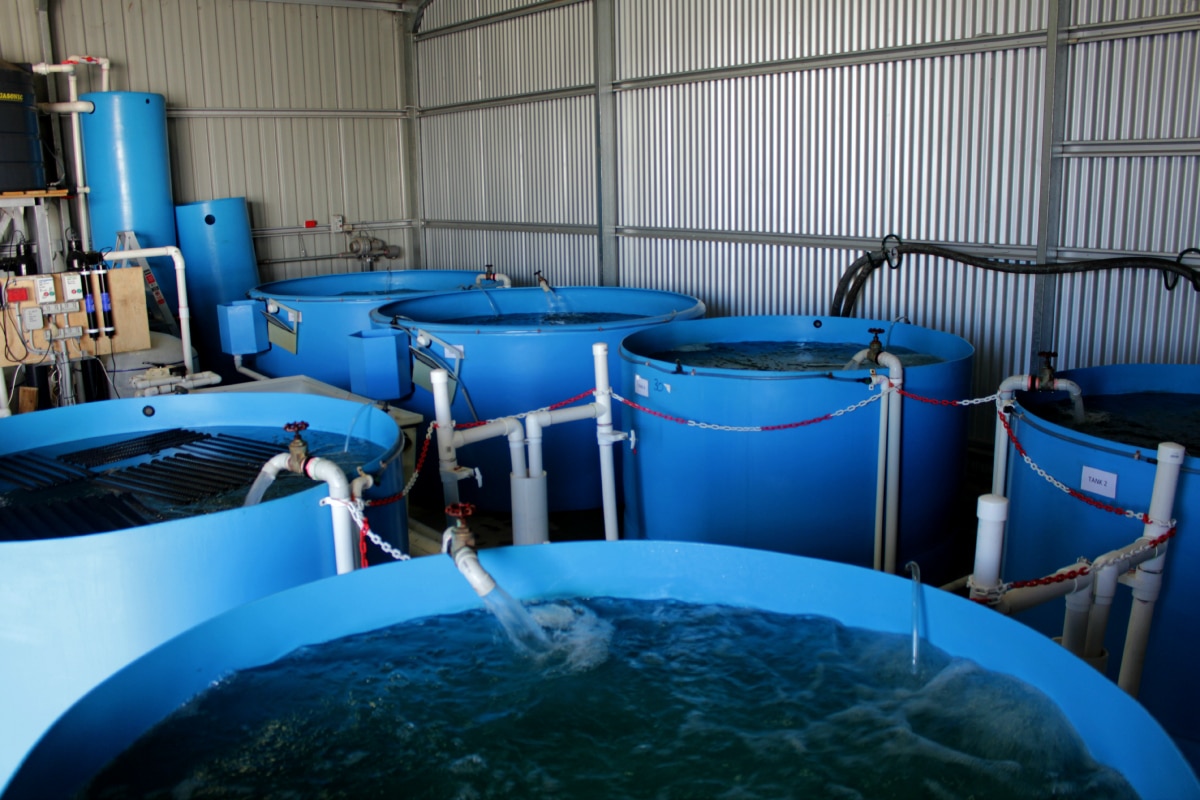 Aquaculture Could maggots, algae and blowup pools help fix 'sheer