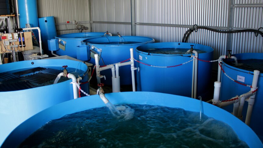 Aquaculture tanks