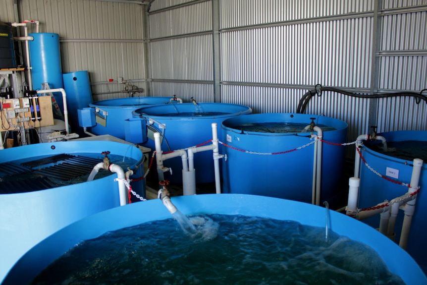 Aquaculture tanks