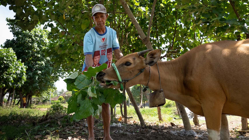 An Indonesian man in a cap feeds some green leaves to a cow 