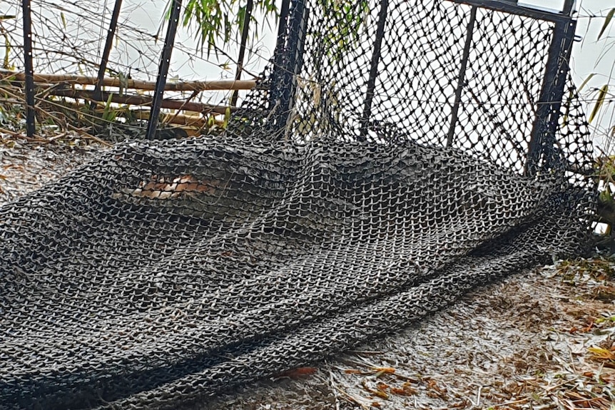 A crocodile in a large net on the bank of a river.