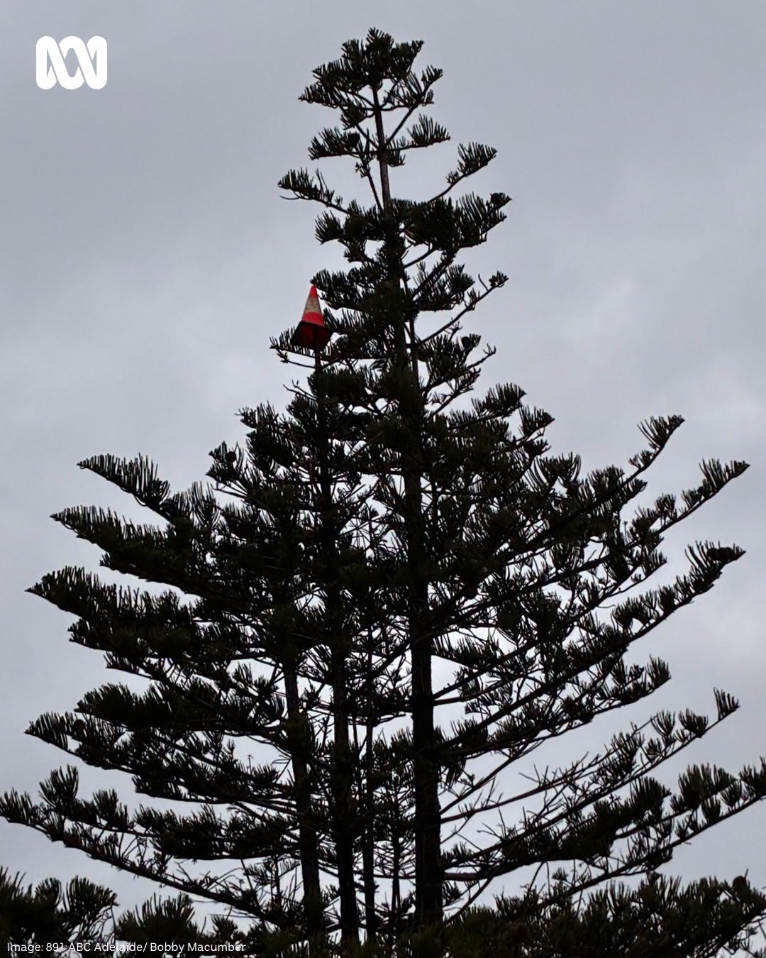 How did that get up there? Traffic cones found in Port Noarlunga pine ...