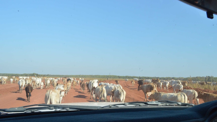 Brahman cattle on the road