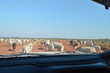 Brahman cattle on the road