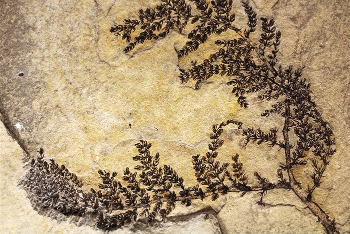 Twelve Of The Oldest Fossils We've Discovered So Far - ABC News