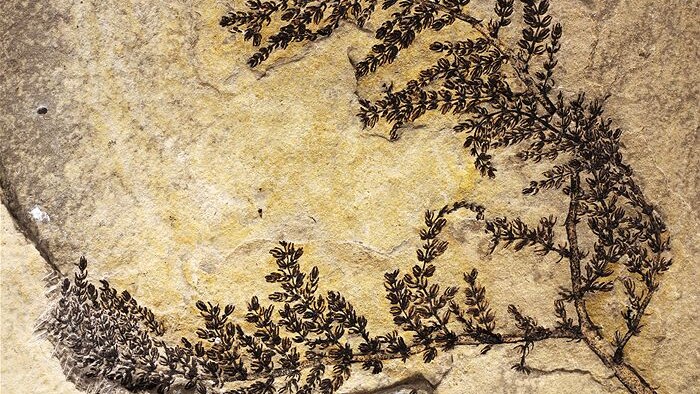 Fossil of flowering plant that lived 130 million years ago
