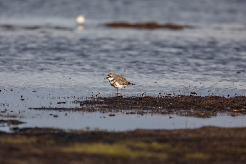 a small brown and white bird standing in shallow water in a marsh