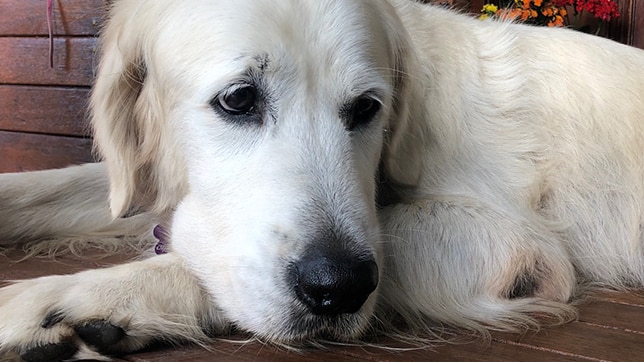 Family dog lies on a deck