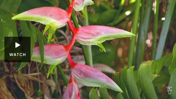 Pink bracts of a crab claw heliconia plant. Has Video.