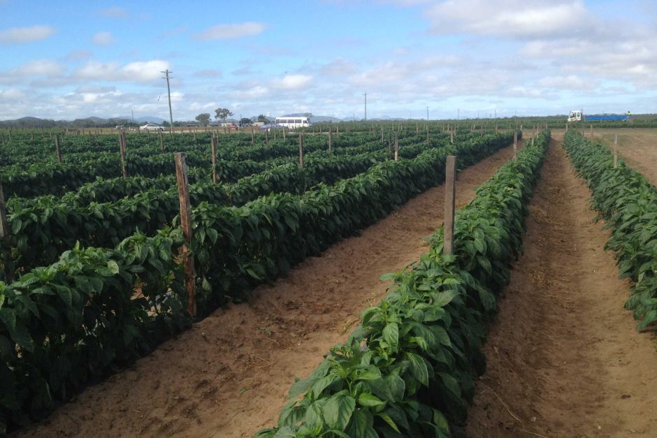 Labour shortages leave crops unplanted and unpicked - ABC listen