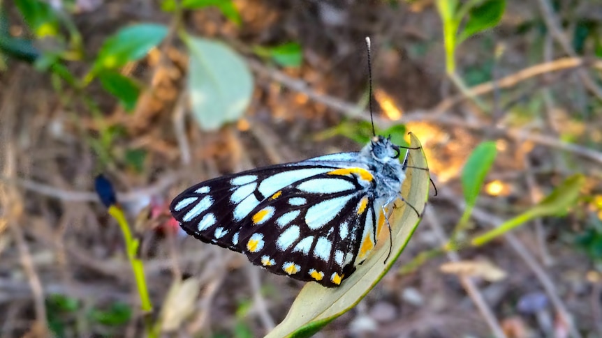 Black and white butterfly on a leaf.