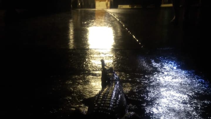 A crocodile found in the drive way of a person's home at night time
