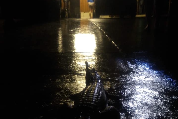 A crocodile found in the drive way of a person's home at night time