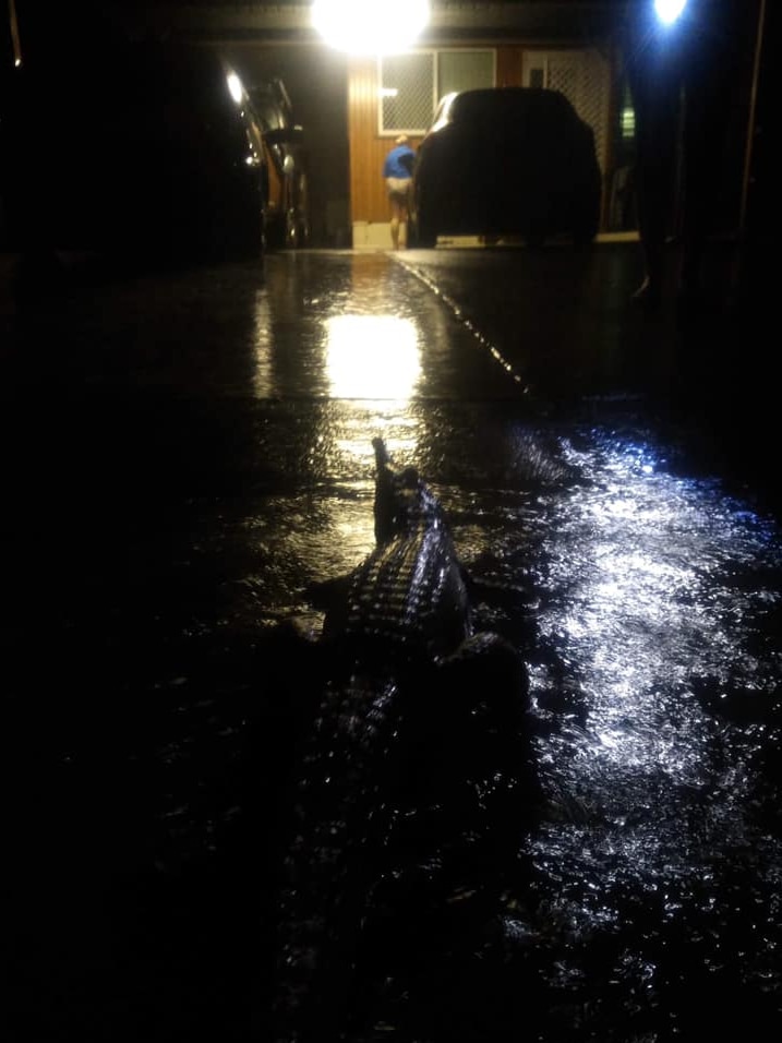 A crocodile found in the driveway of a person's home at night-time.