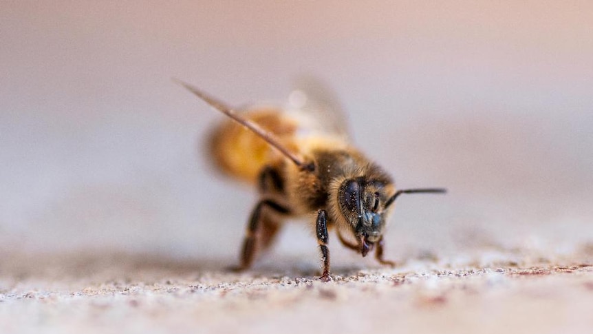 close up of a bee