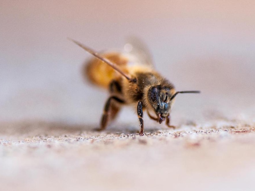 close up of a bee