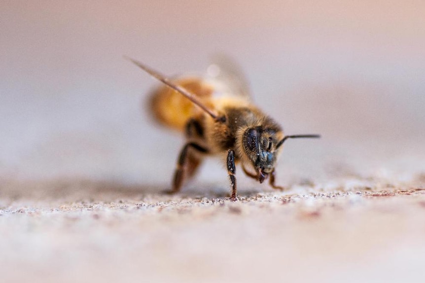 close up of a bee