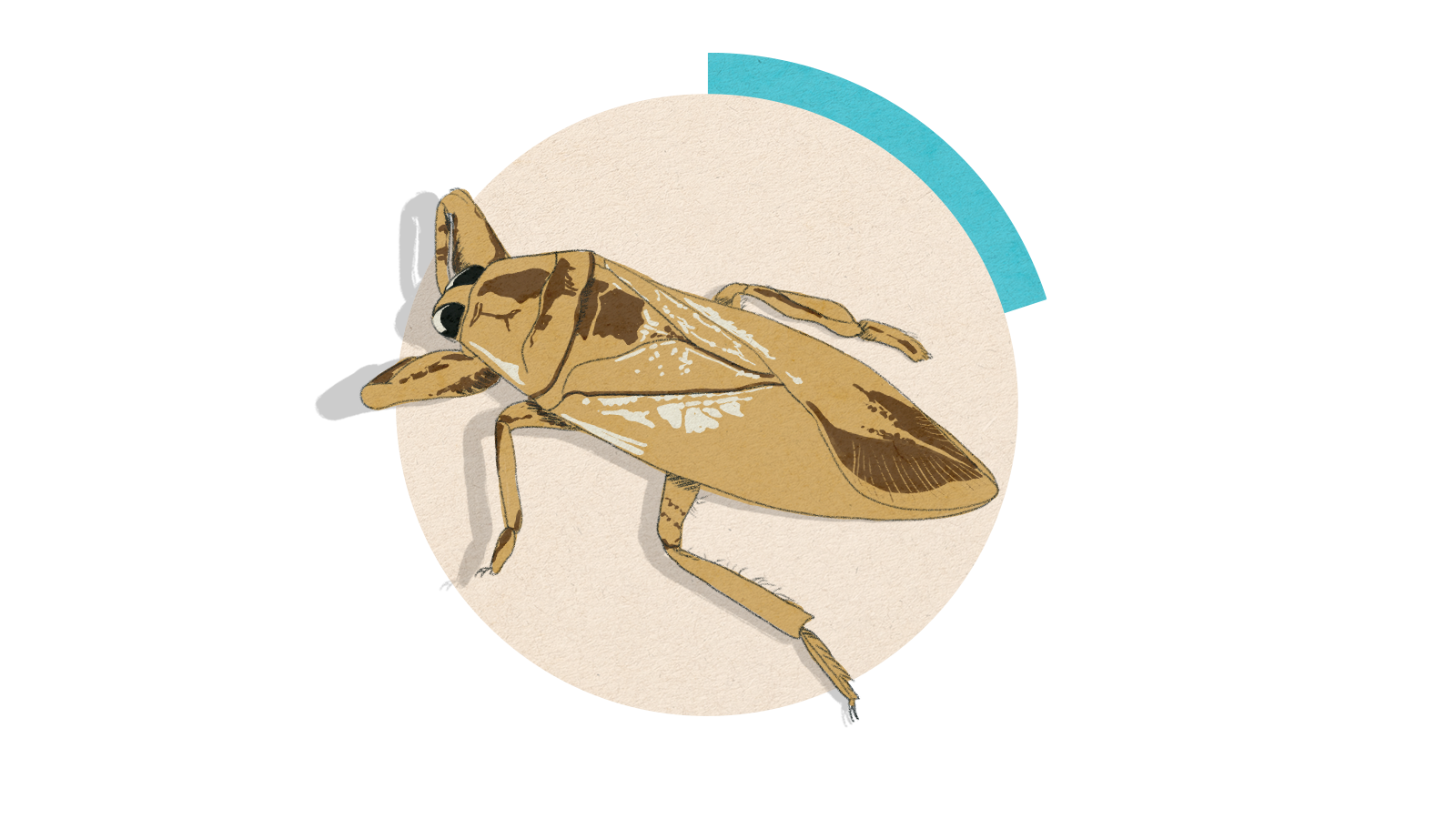 Illustration of a giant water bug on a circle background.