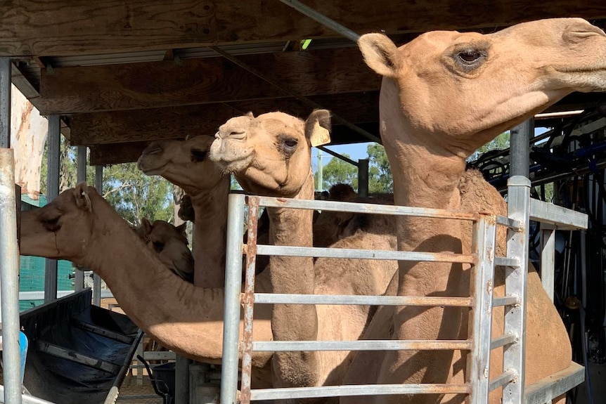 Camels in a pen.