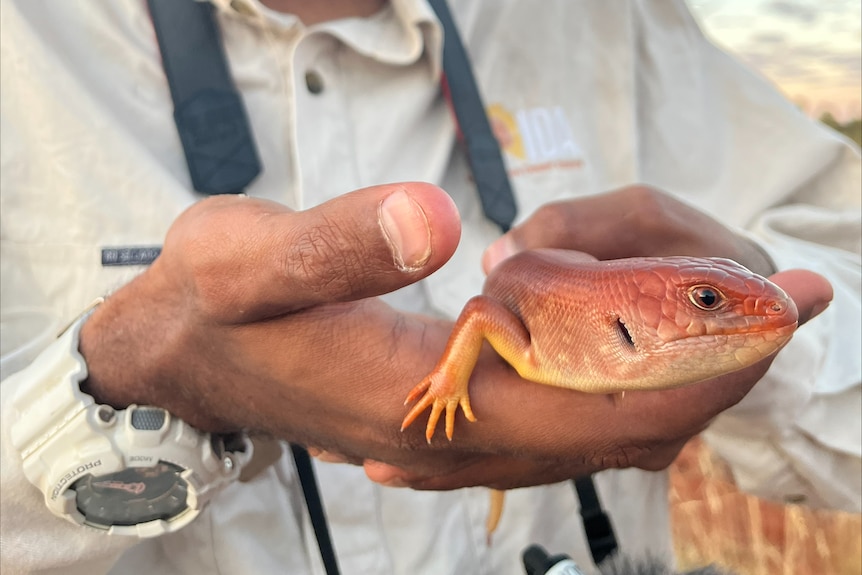 A man hold an orange gold lizard carefully in his hands, he wears a camera around his neck.