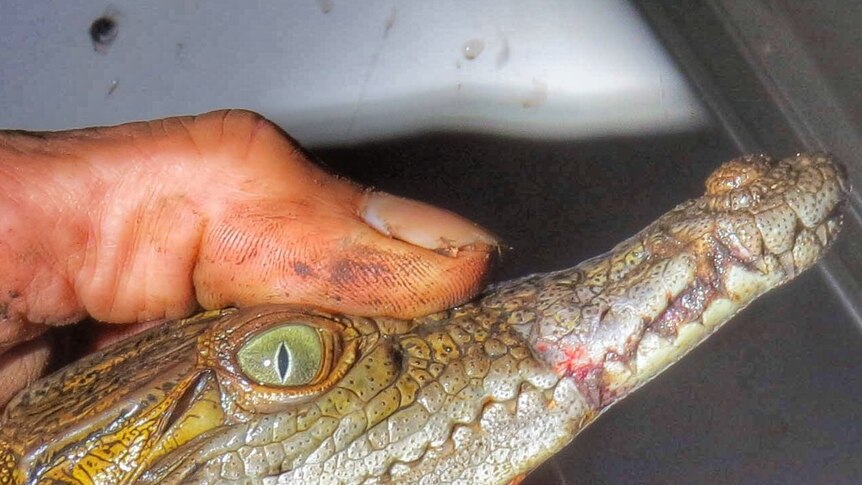 A baby crocodile with blood visible on its lower jaw, held in a man's hand