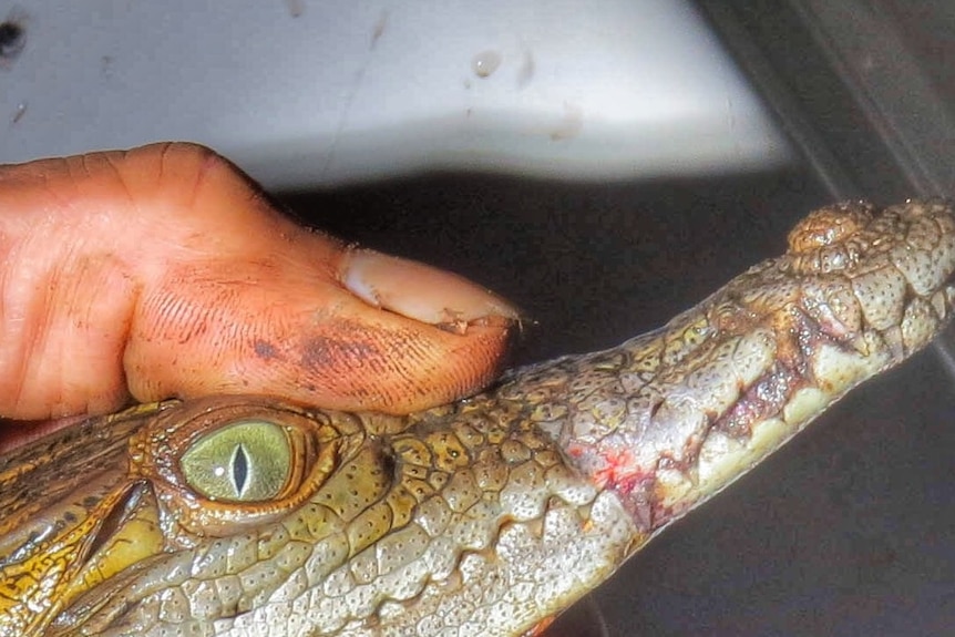A baby crocodile with blood visible on its lower jaw, held in a man's hand