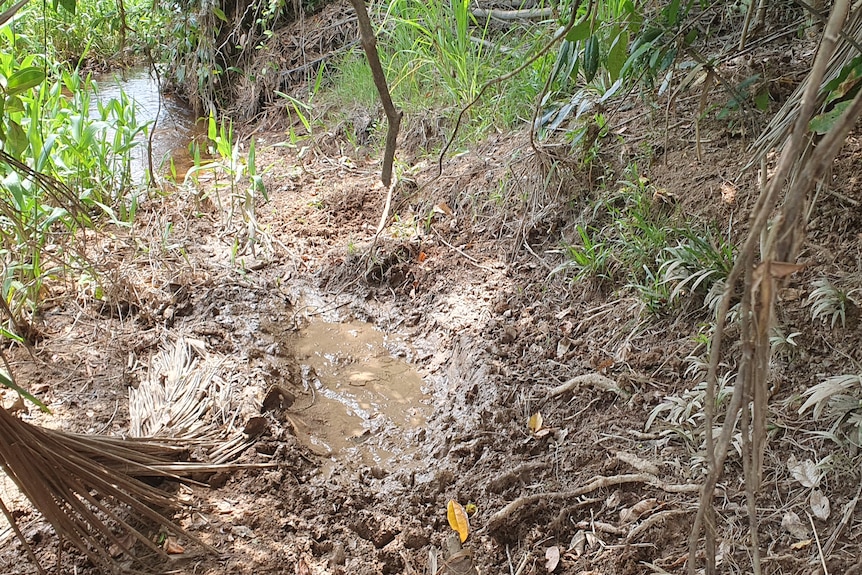 A muddy wallow that has been dug up by pigs