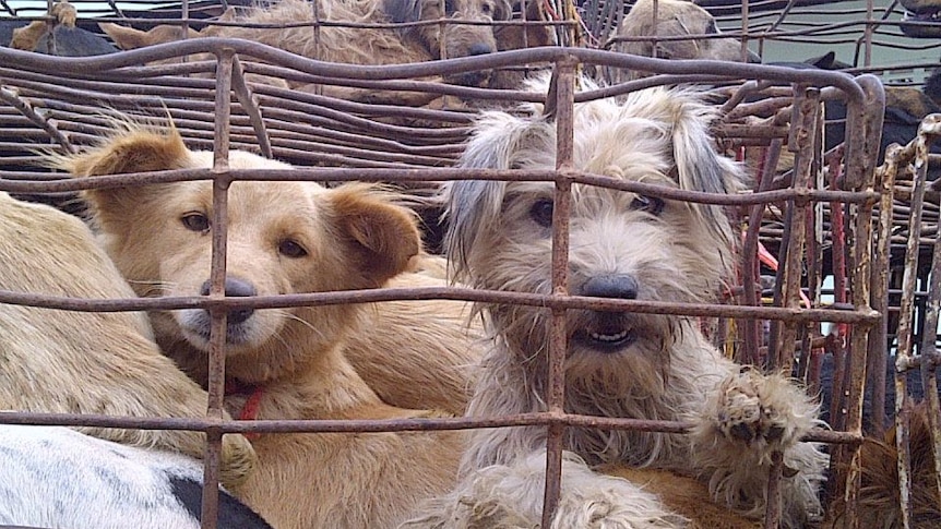 Captured dogs peer out of a cage