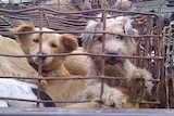 Captured dogs peer out of a cage