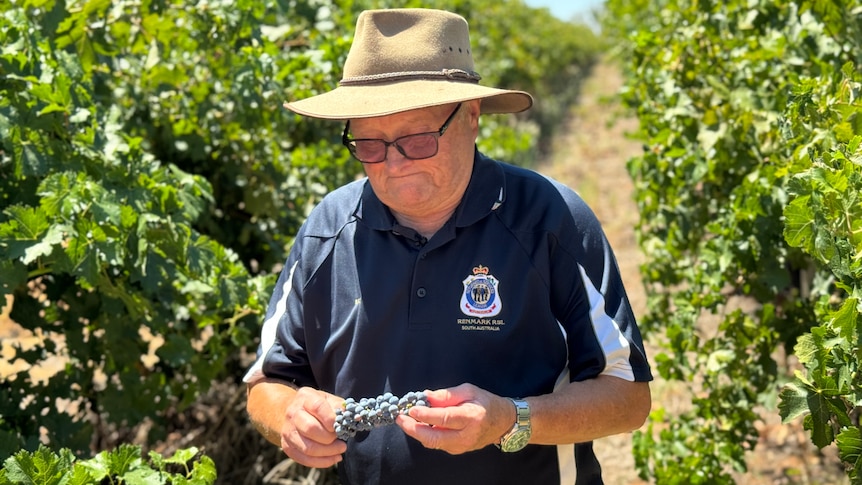 Older fair-skinned man, Ray, in beige hat and glasses frowns in front of his vineyard.