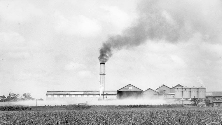 A black and white photo of the Bingera Sugar Mill mid crush. Young cane is growing in front of the mill