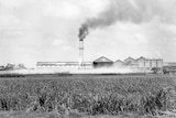 A black and white photo of the Bingera Sugar Mill mid crush. Young cane is growing in front of the mill