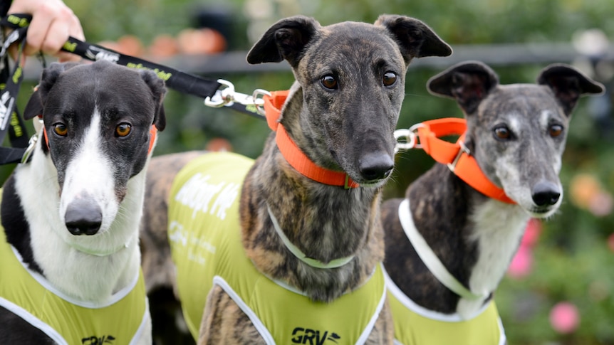 Three greyhounds