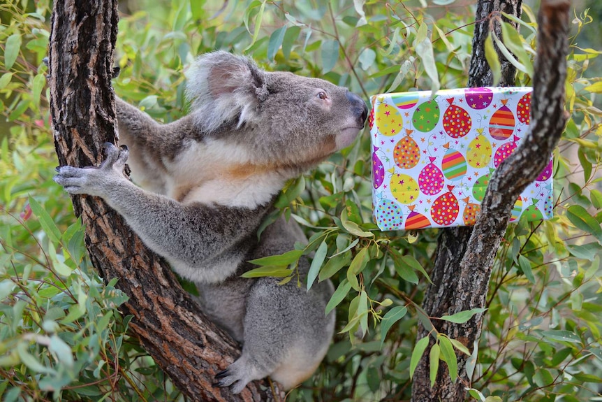 Lawson the koala sitting in a gum tree with his nose pressed up against a present wrapped in colourful paper.