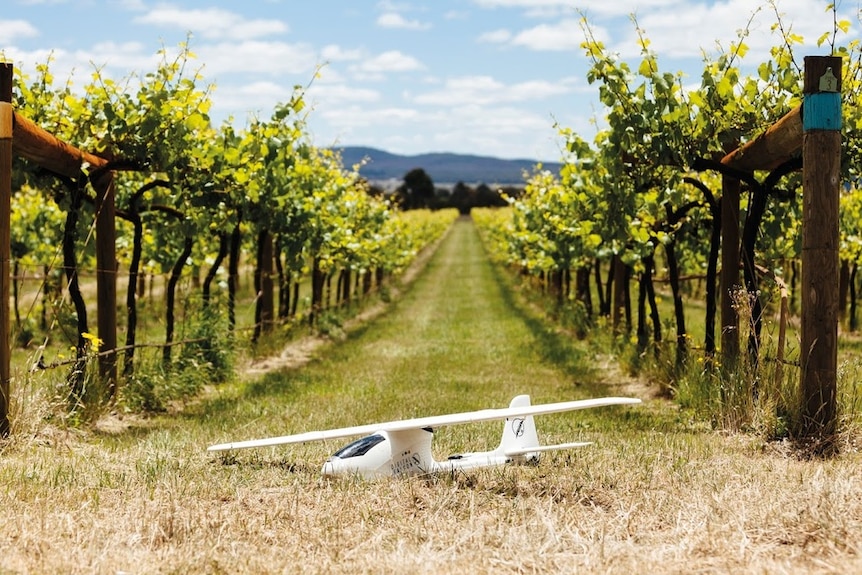 A close shot of a small, white unmanned aerial vehicle on the ground in a vineyard.