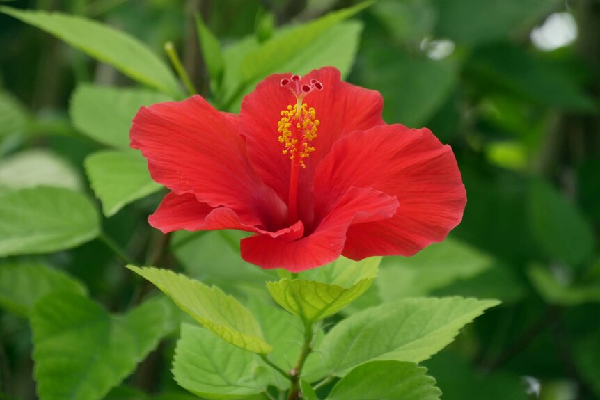 A large red flower.