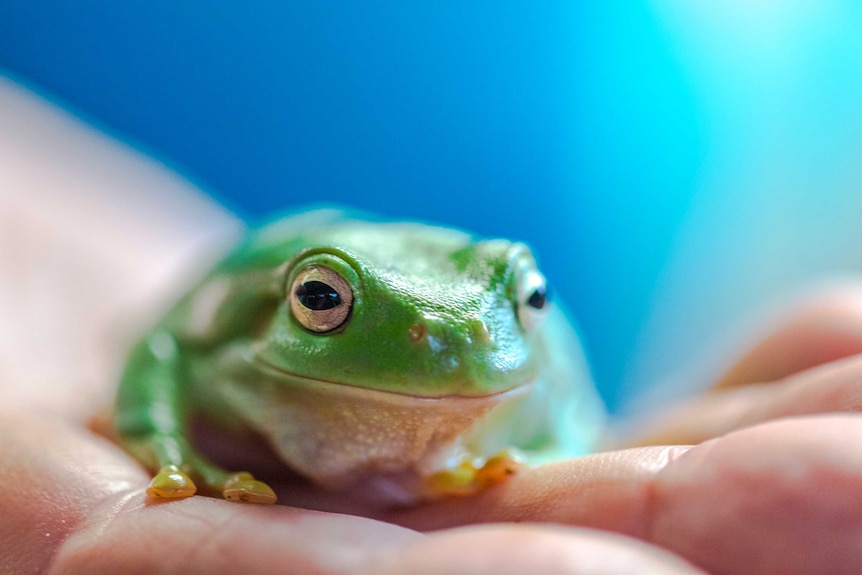 Northern Green Tree frog