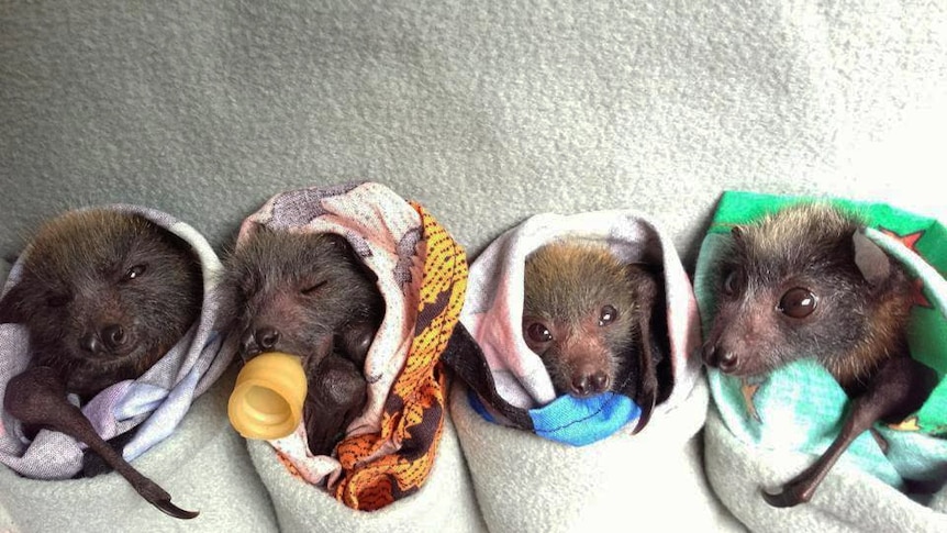 Orphaned fruit bats
