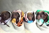 Orphaned fruit bats